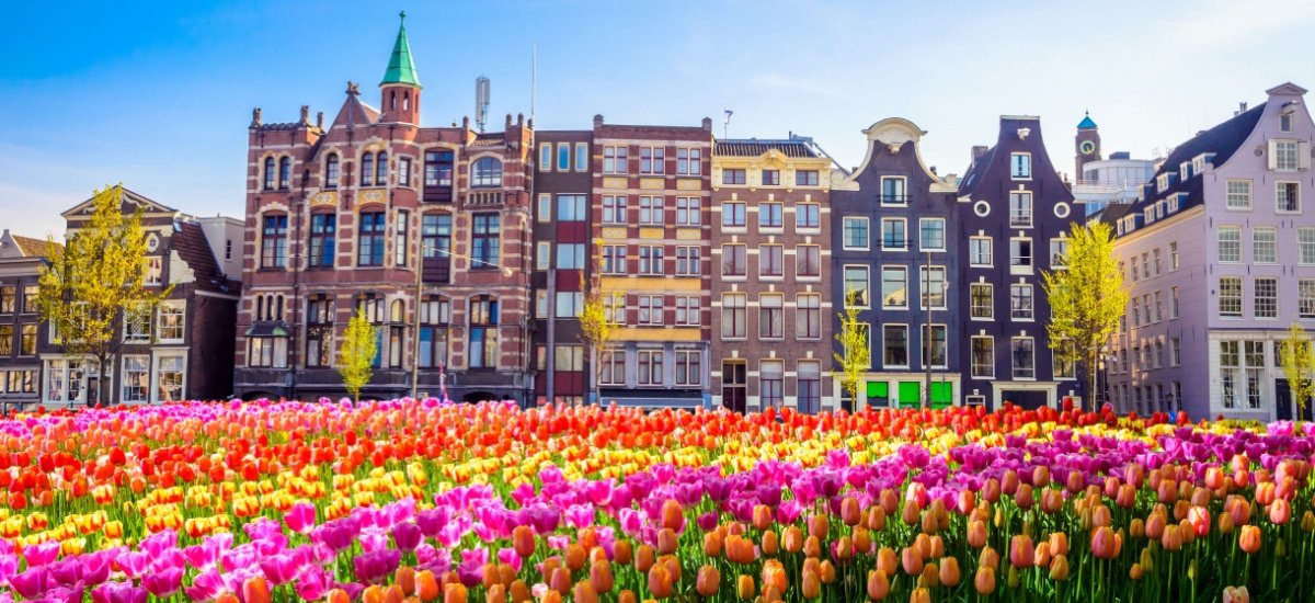 tulips in amsterdam