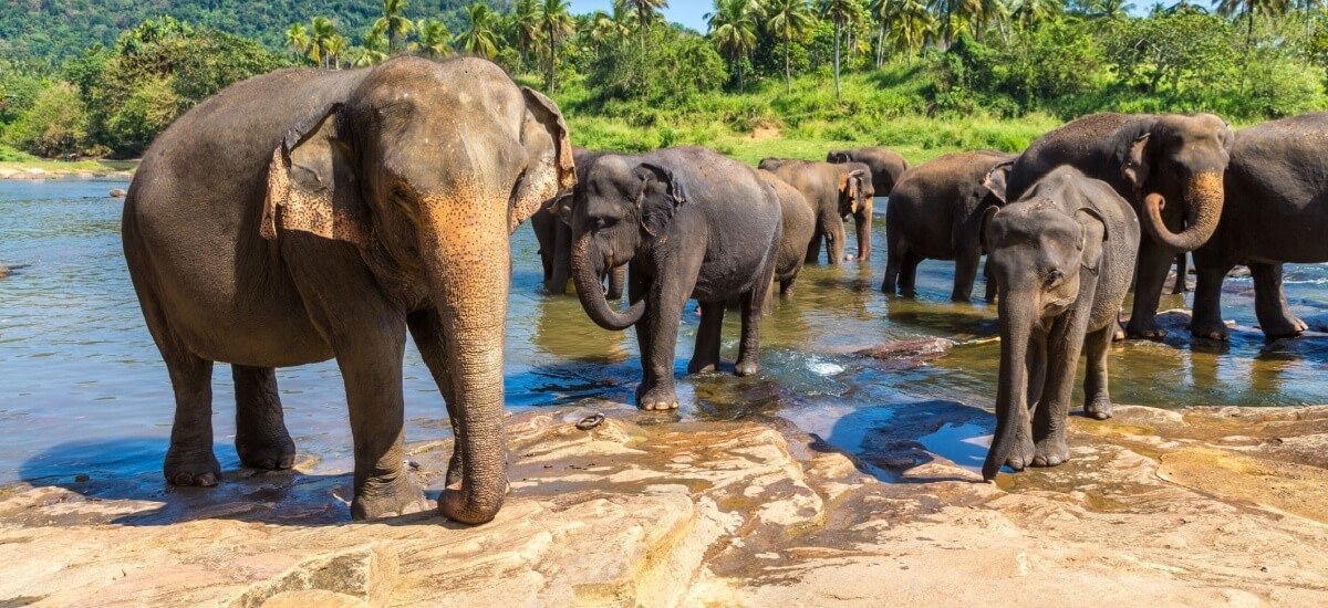 herd-of-elephants-in-india